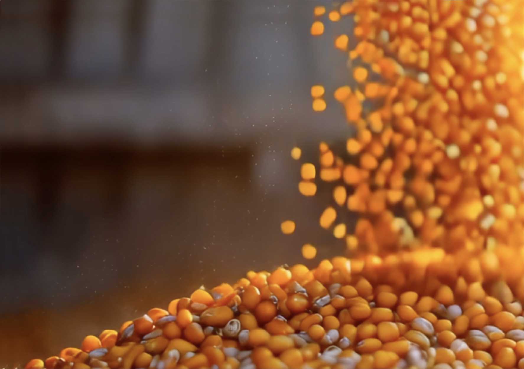 The image shows a close-up of yellow corn kernels being dropping into a pile. The corn is in motion, creating a dynamic and textured scene.