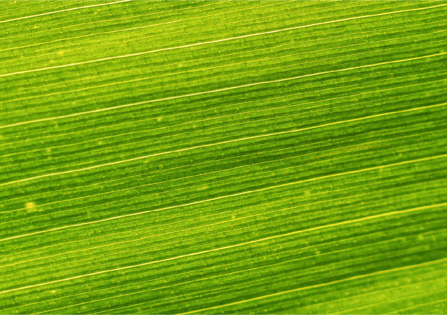 The image shows a close-up of a green corn leaf with prominent parallel lines and some small yellow spots.