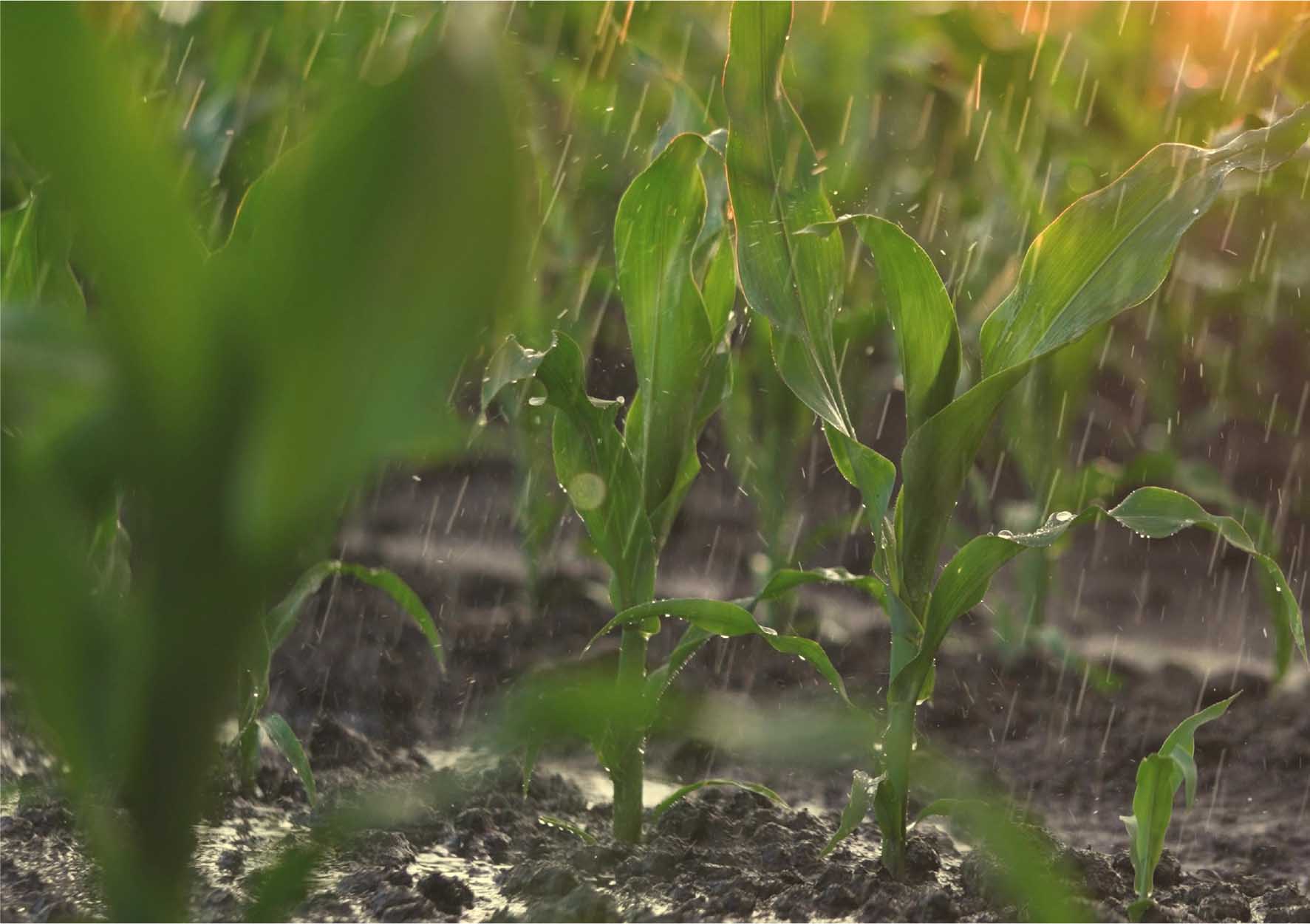 The image shows a close-up of young corn plants growing in a field, focusing on the leaves and stems, with water droplets visible on the leaves, with rain coming down.