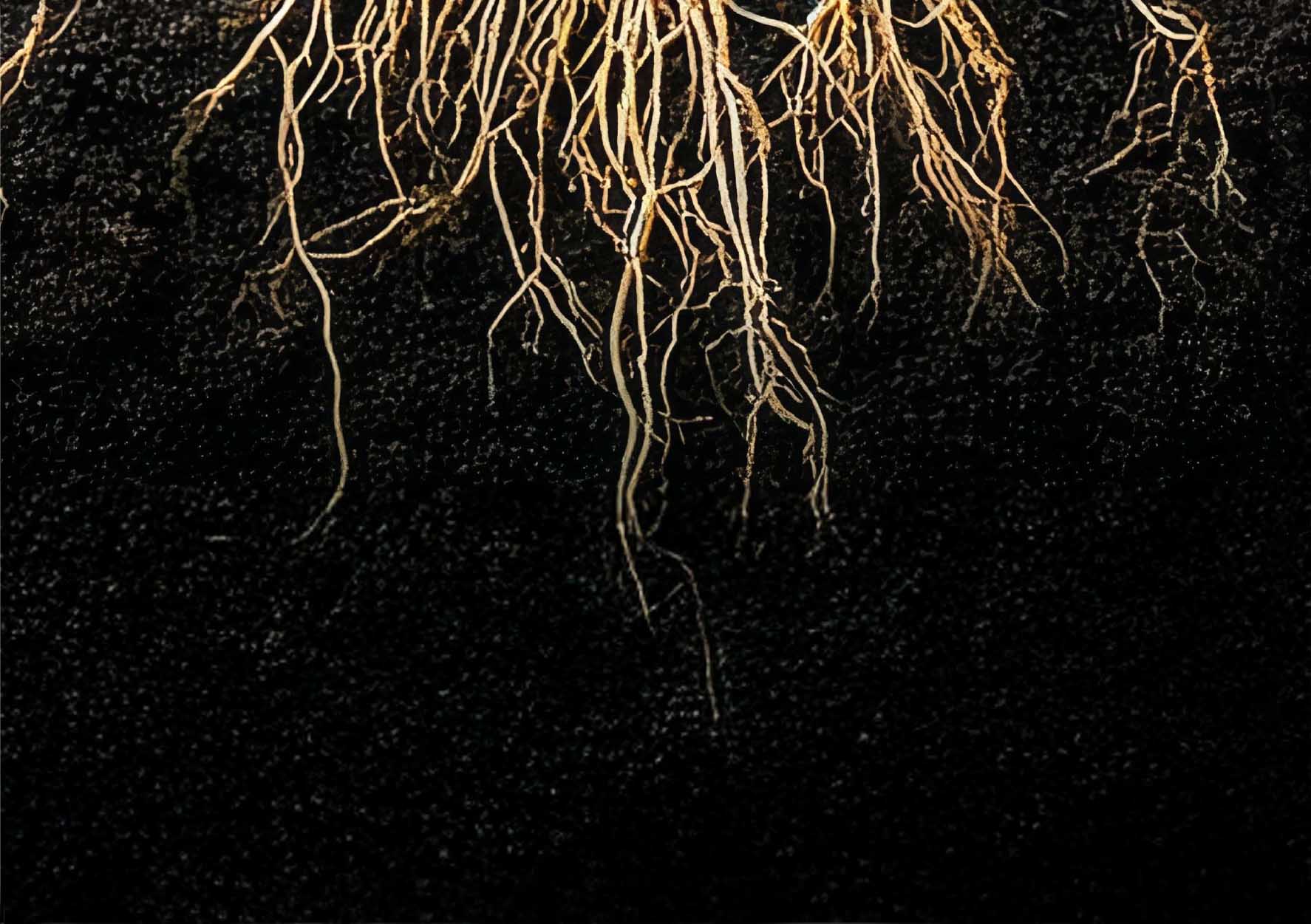 The image shows a close-up of a series of corn roots against a dark soil background.